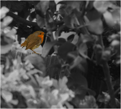 wildlife01