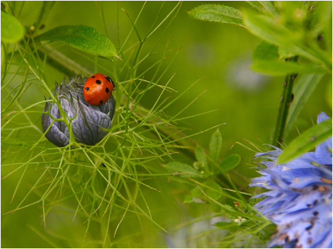 wildlife02
