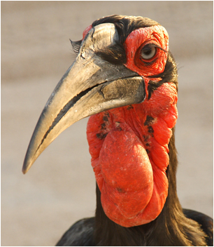 wildlife03