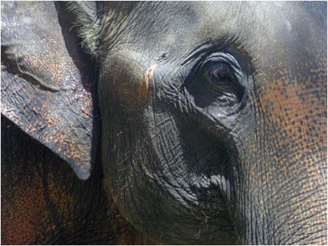 wildlife04