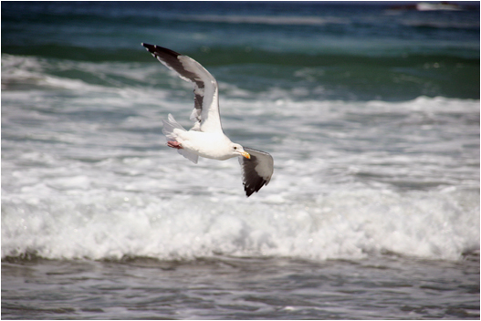 wildlife05