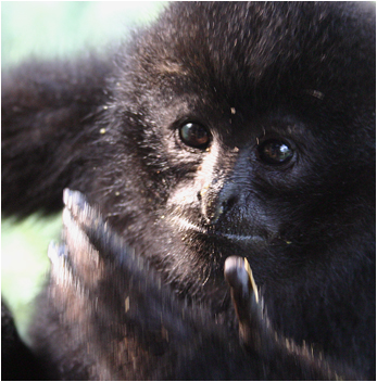 wildlife08
