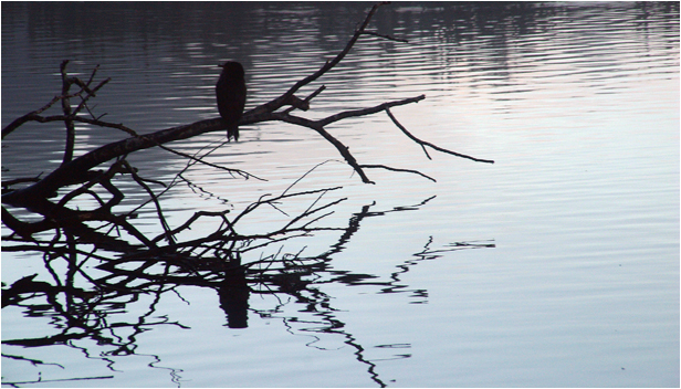 wildlife09